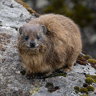 Mount Kenya - Rock hyrax